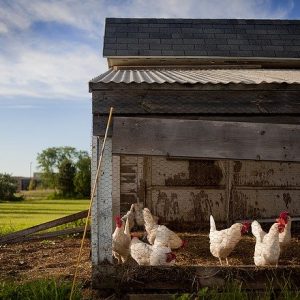 chicken coop