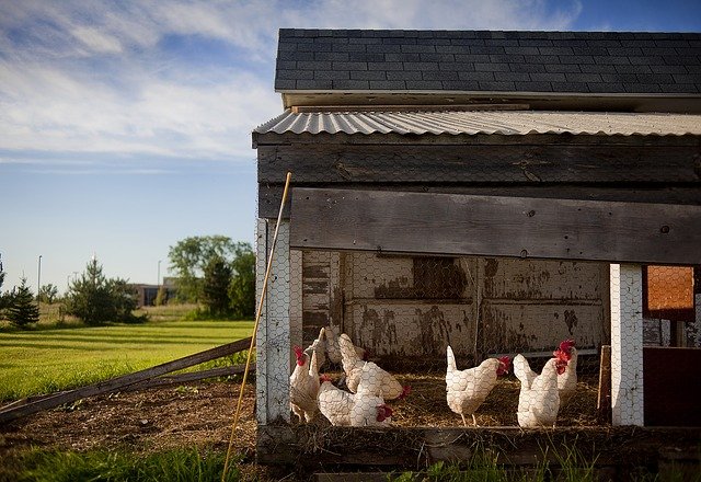 chicken coop